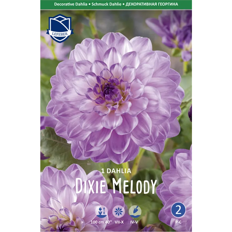 Клубень Георгина бордюрного Дикси Мелоди I 1шт 