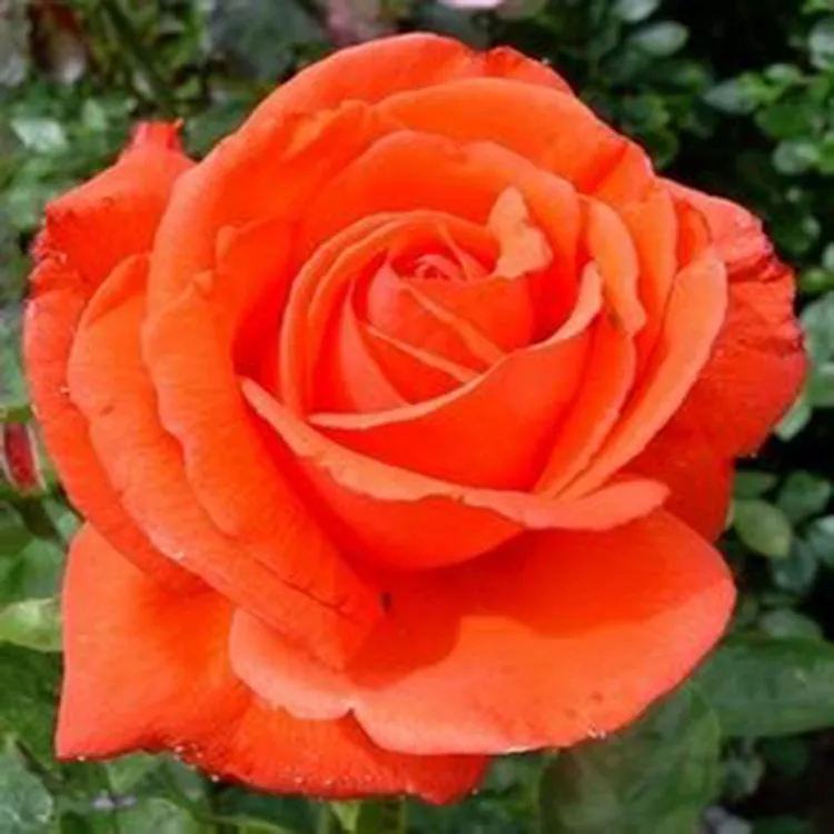 Роза чайно-гибридная Анжелика v5 Tim 