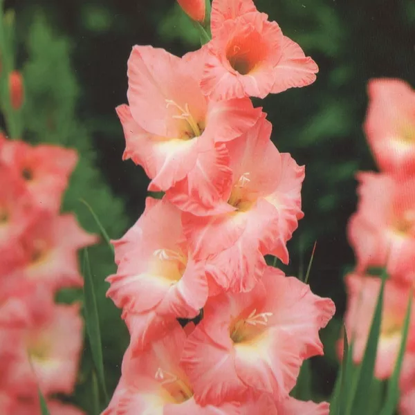 Луковица НВМ Гладиолус Хеопс 12/14 7шт 