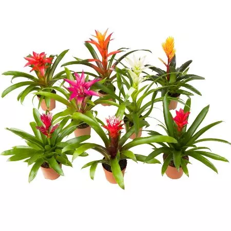 Бромелия в ассортименте d9 h40 