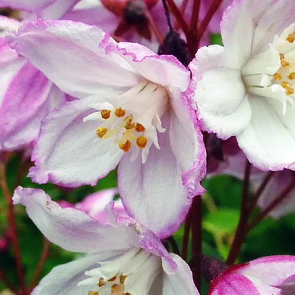 Дейция гибридная Калмифлора v2 Lav 