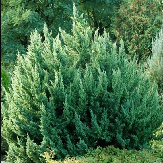 Можжевельник китайский Монарх v5 Lav 