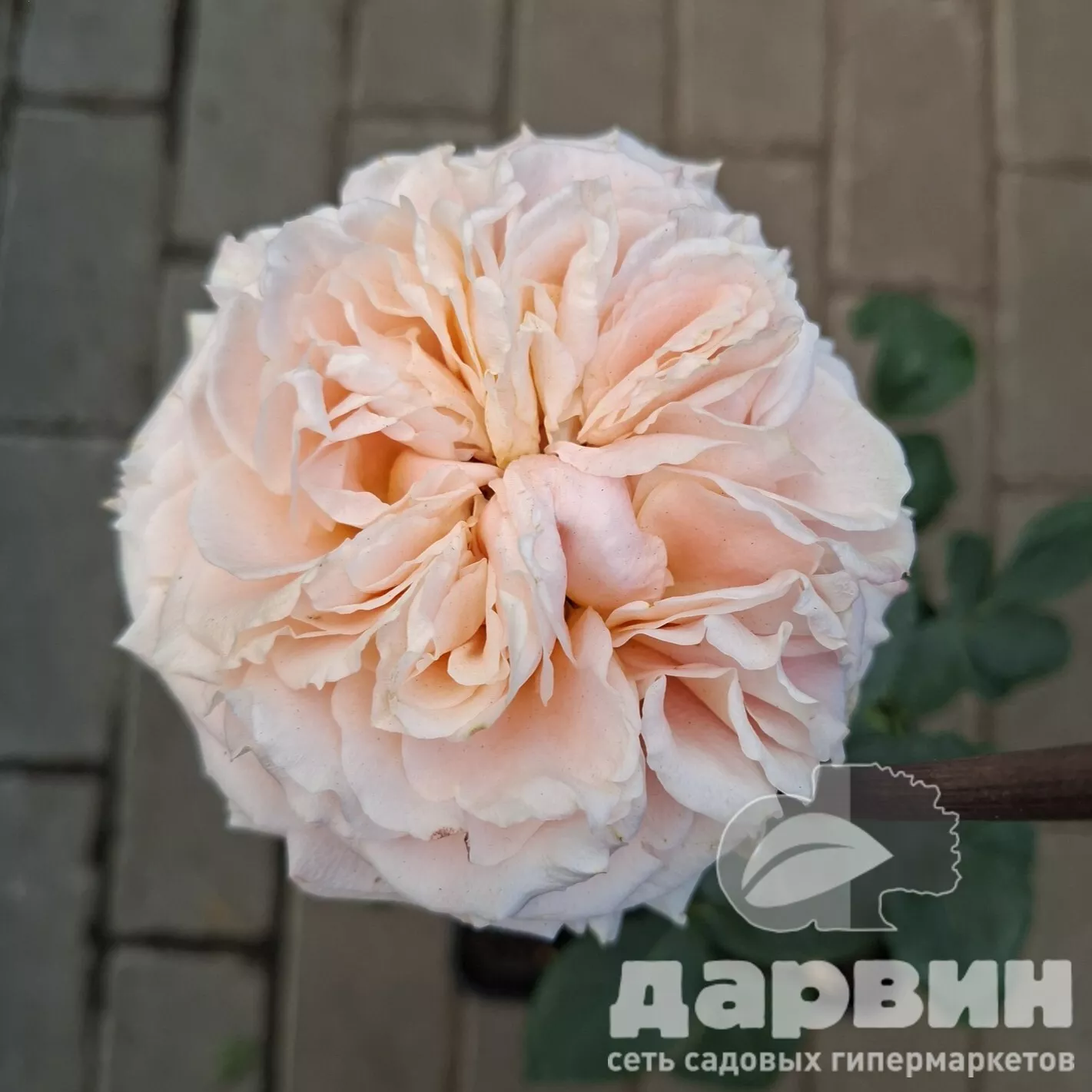 Роза чайно-гибридная Каралуна v5 Lav 