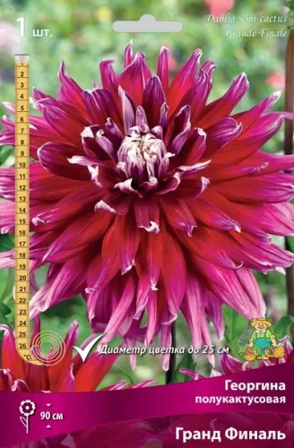 Клубень Георгина полукактусовая Гранд Финаль I 1шт Поиск 