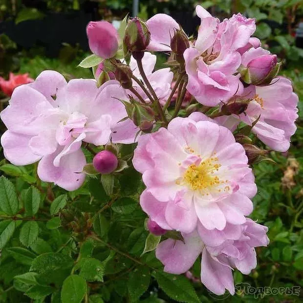 Роза полиантовая ДЖОЛИ ДЕМОИССЕЛЬ v7 Fr 