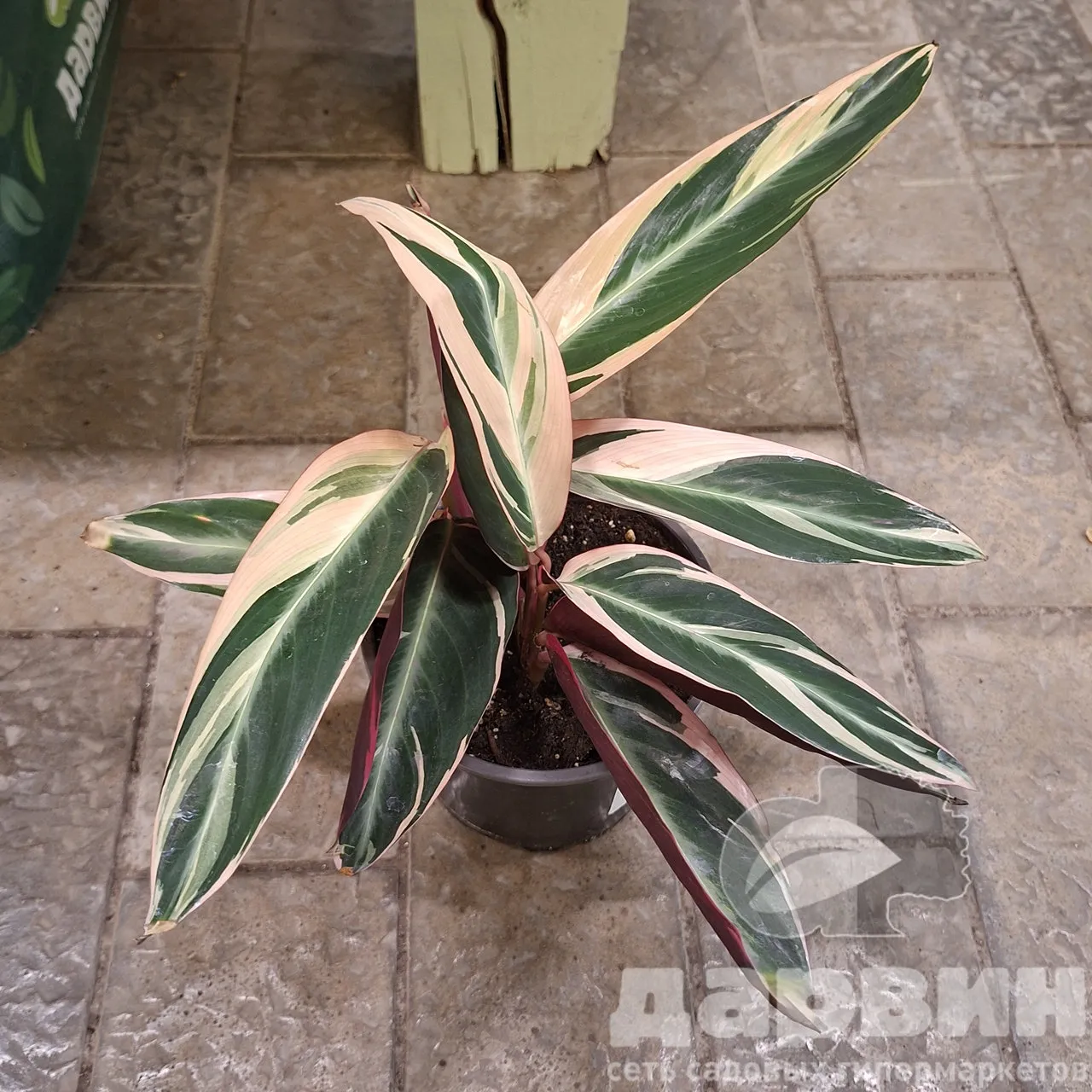 Строманта Триостар d12 h20-30 Tim 