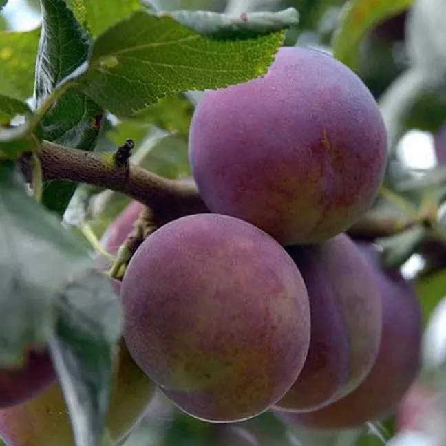 Слива Конфетная 4-5л ХР 