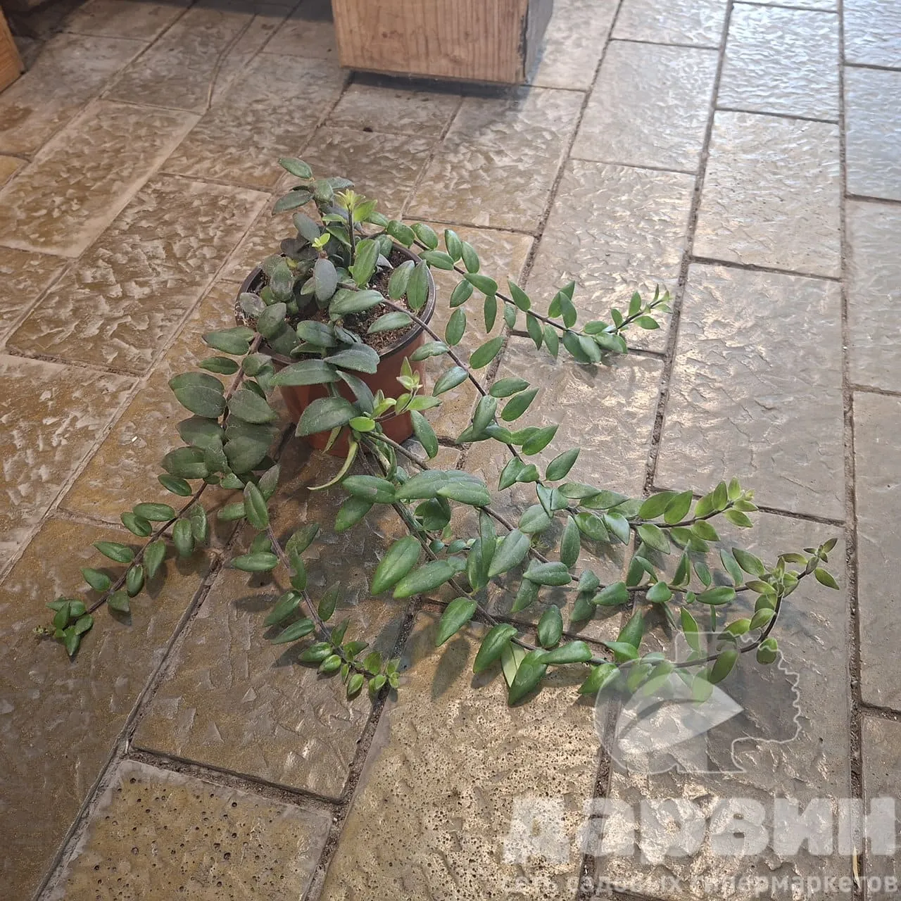 Эсхинантус Мона Лиза д12 х15-20 тим (5) marked