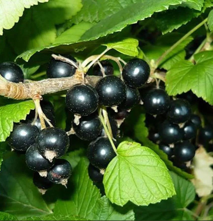 Смородина черная Нара С2 20-40 ЦО 