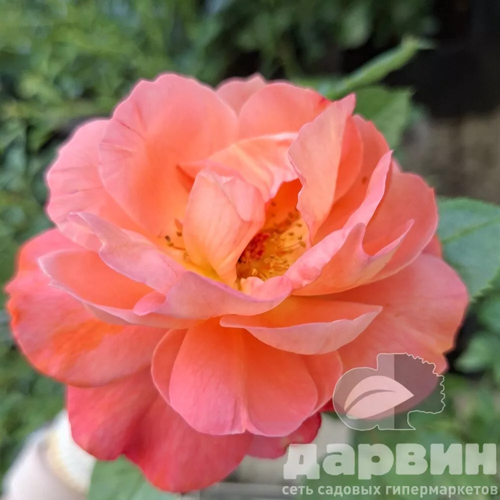 Роза кустовая Вестерленд v5 Lav 