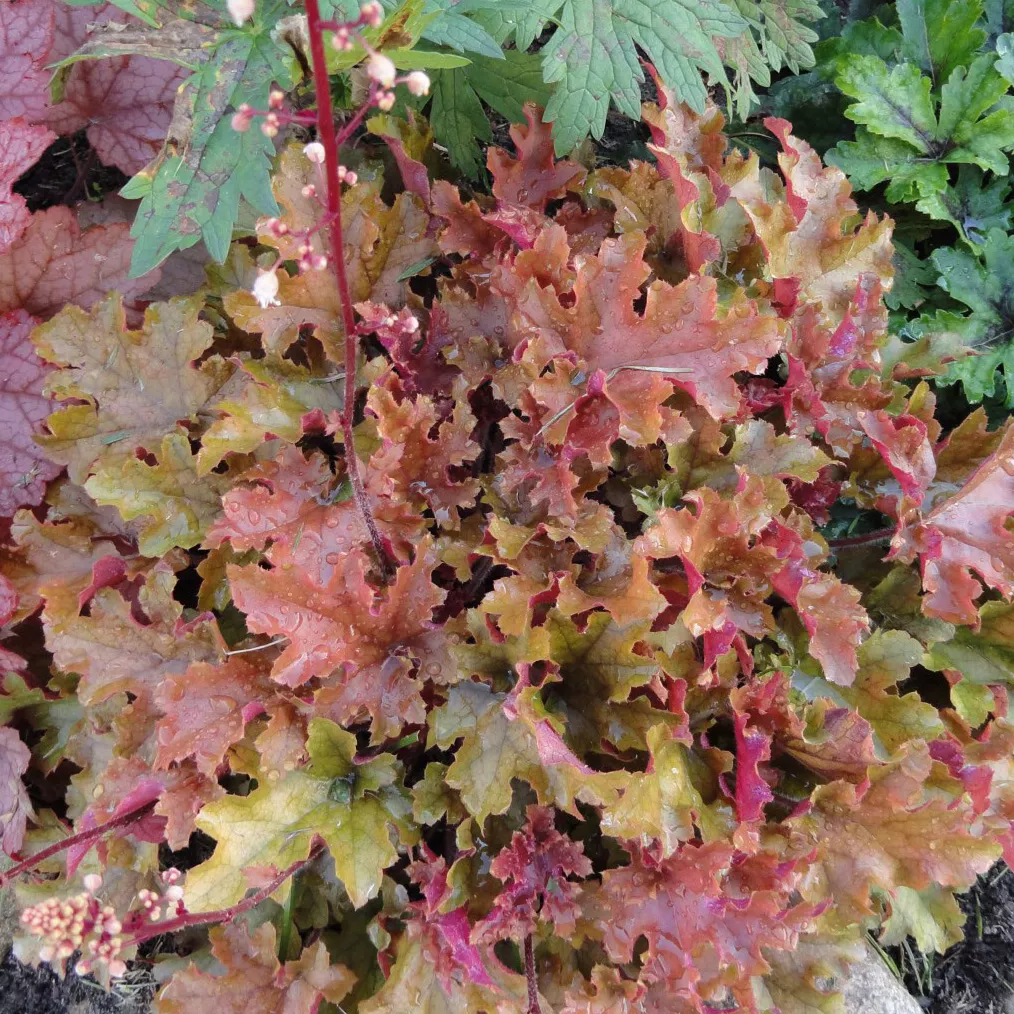 Гейхера Литл мармелад v2 Tim 