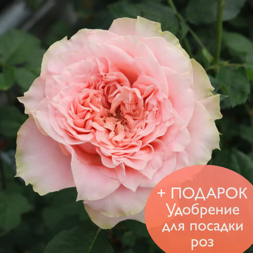 Роза чайно гибридная Кантри Спирит Луиза в коробке Биосфера 