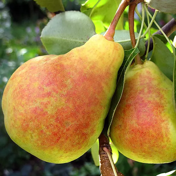 Груша Лада v7 100-120 Tim 