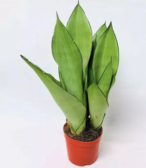 ОсновноеИзображение