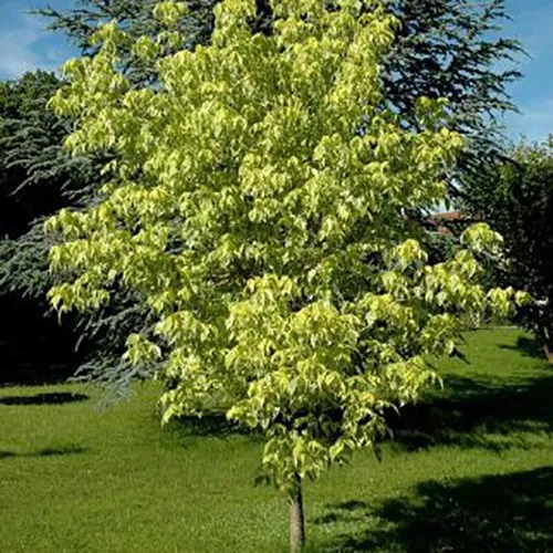 Клен ясенелистный Ауреомаргинатум 120-160 