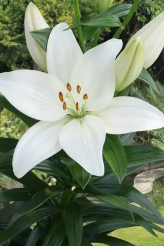 Луковица Лилия азиатская Кент  1шт Поиск 