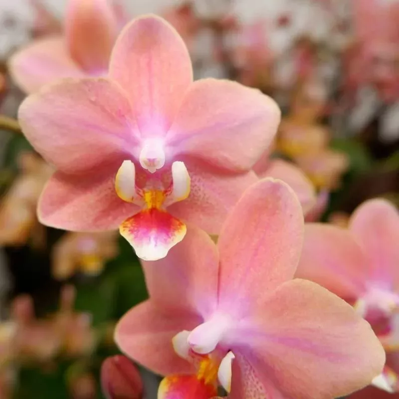 Фаленопсис 2 ст Арома Одорион d12 h35 