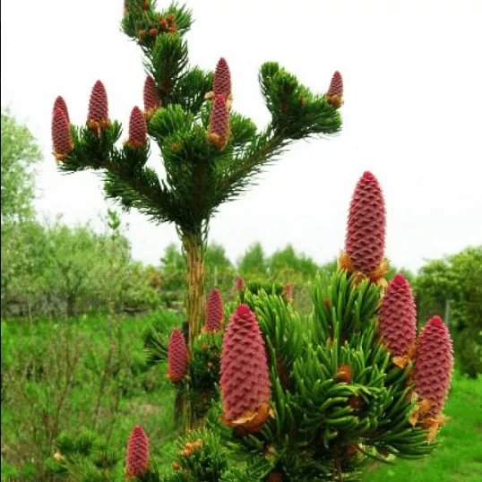 Ель колючая Лаки Страйк v5 Lav 