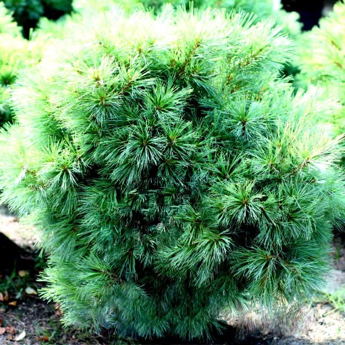 Растение сосна веймутова Minima 30/35, Cll Ks 