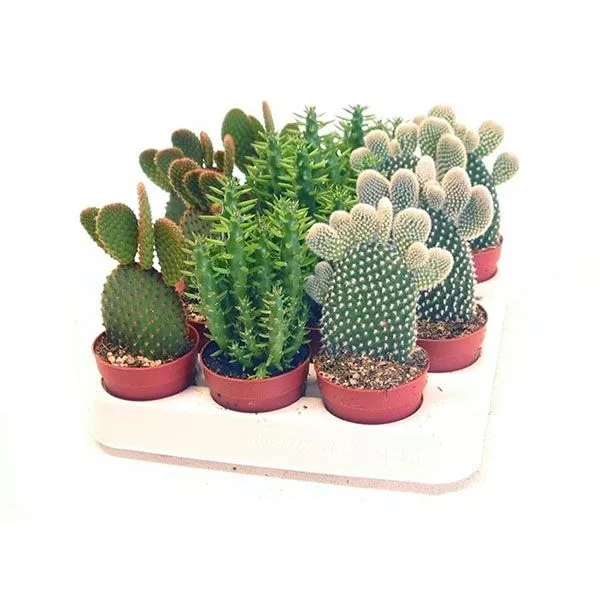 Опунция микс d8 