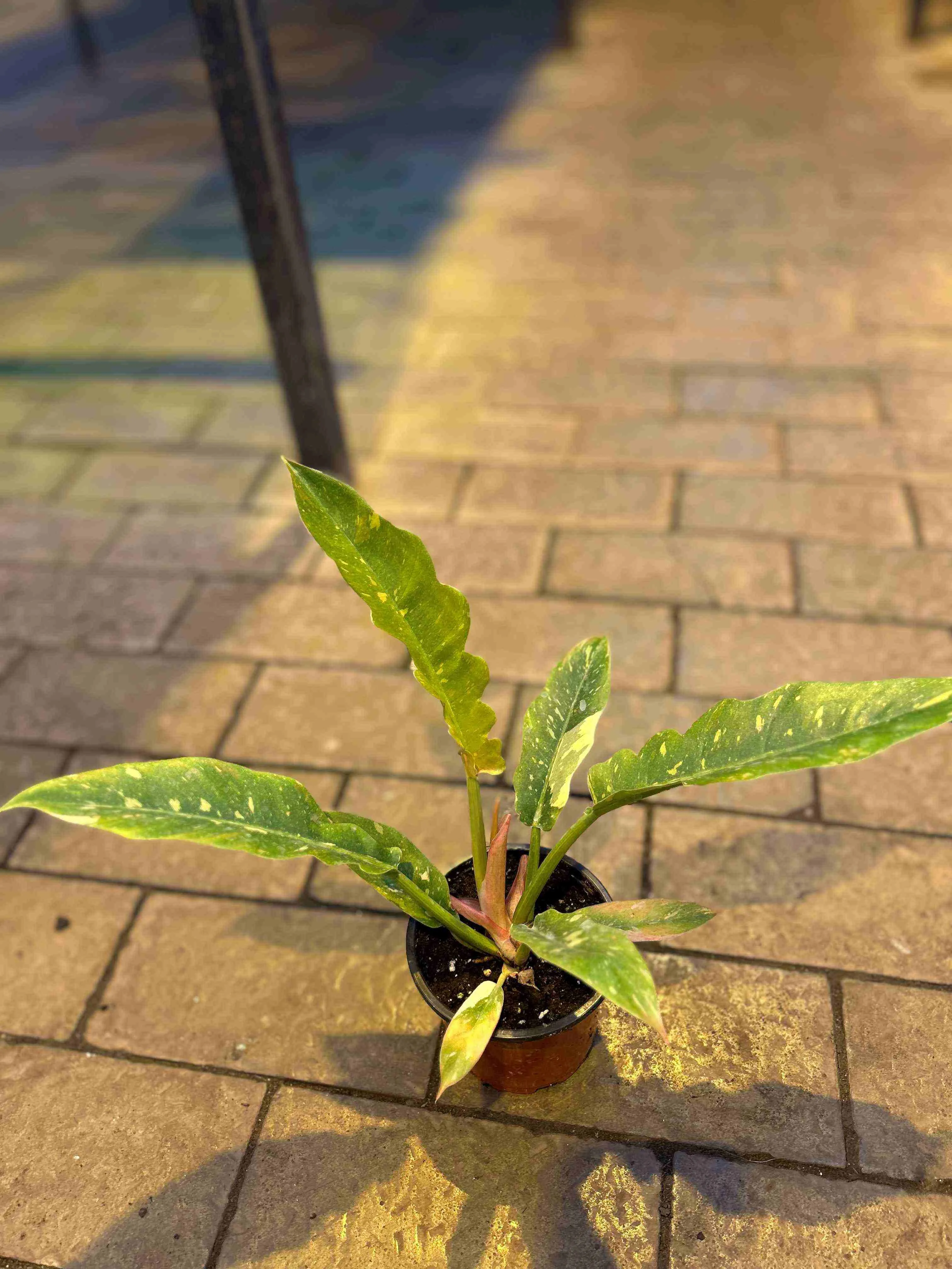 Филодендрон Вариегатный Нэрроу Эскейп Ринг Оф Файер d11 Tim 