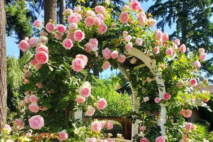 Какие растения выбрать для оформления садовых арок и пергол