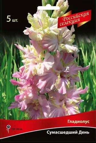 Луковица Гладиолус крупноцветковой Российская селекция Сумасшедший День  5шт Поиск 