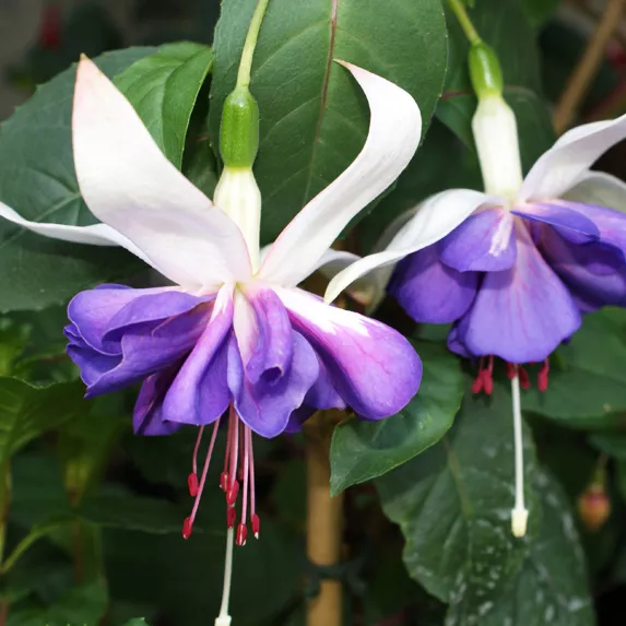 Фуксия ампельная Гиант Ангел бело-фиолетовая махровая D23 ПВ 