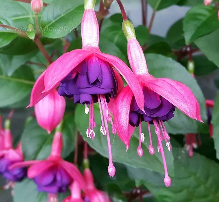 Фуксия ампельная Ламбада розово-сиреневая D23 ПВ 