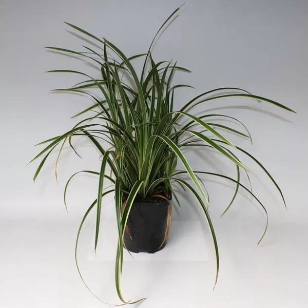 Осока Айс денс Р17 Tw 