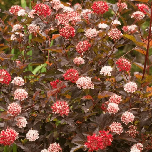 Пузыреплодник калинолистный Диабло v2 Tim 