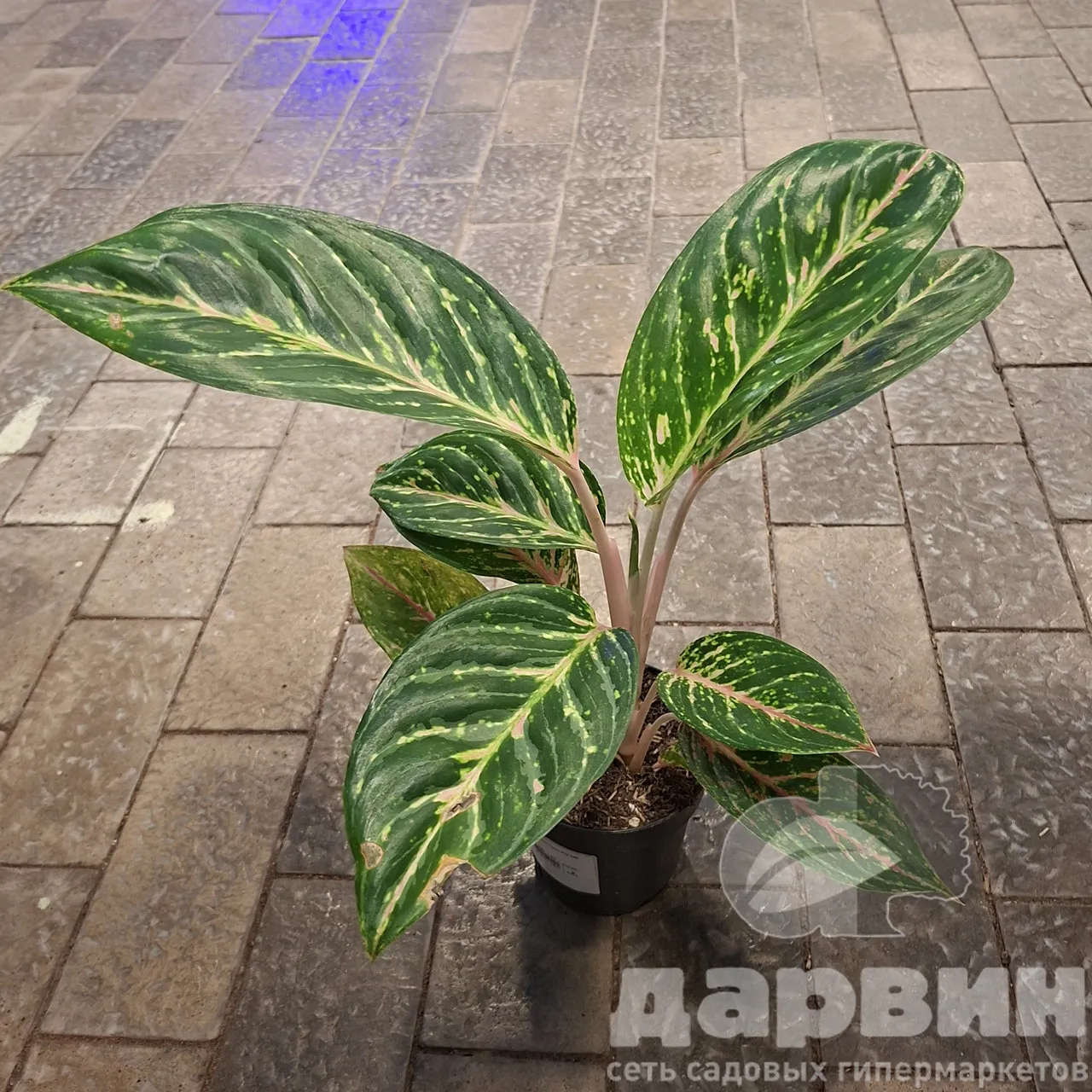 Аглаонема Коко Грин d12 h45 