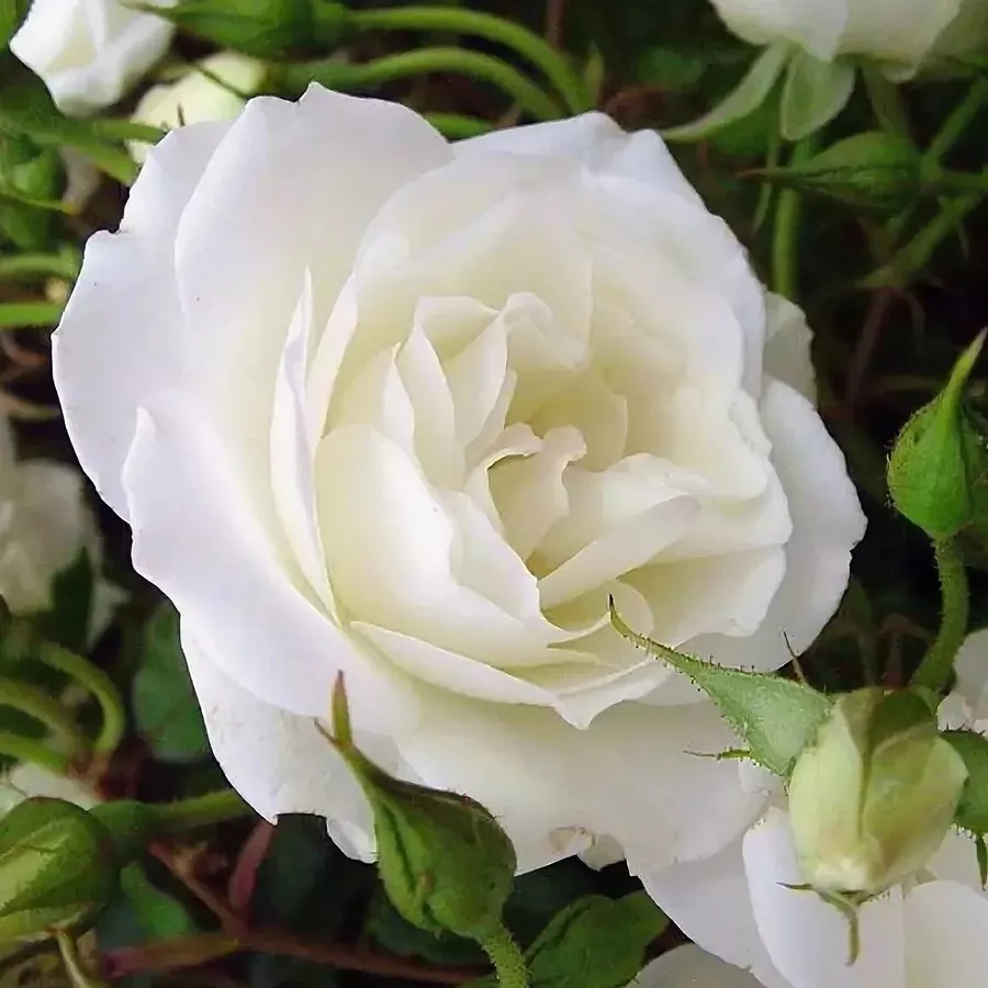 Роза парковая Шнеевиттхен в коробке ЦО 