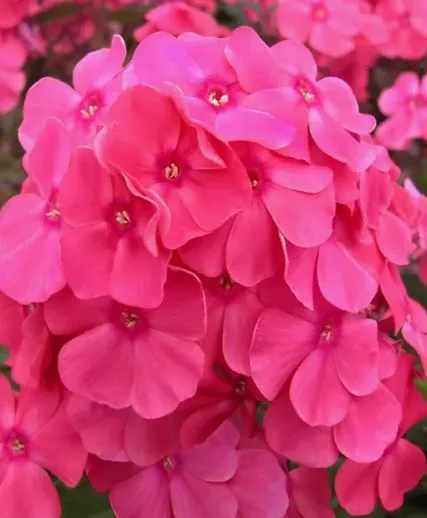 Флокс метельчатый "Алина" d19 ЕТК 