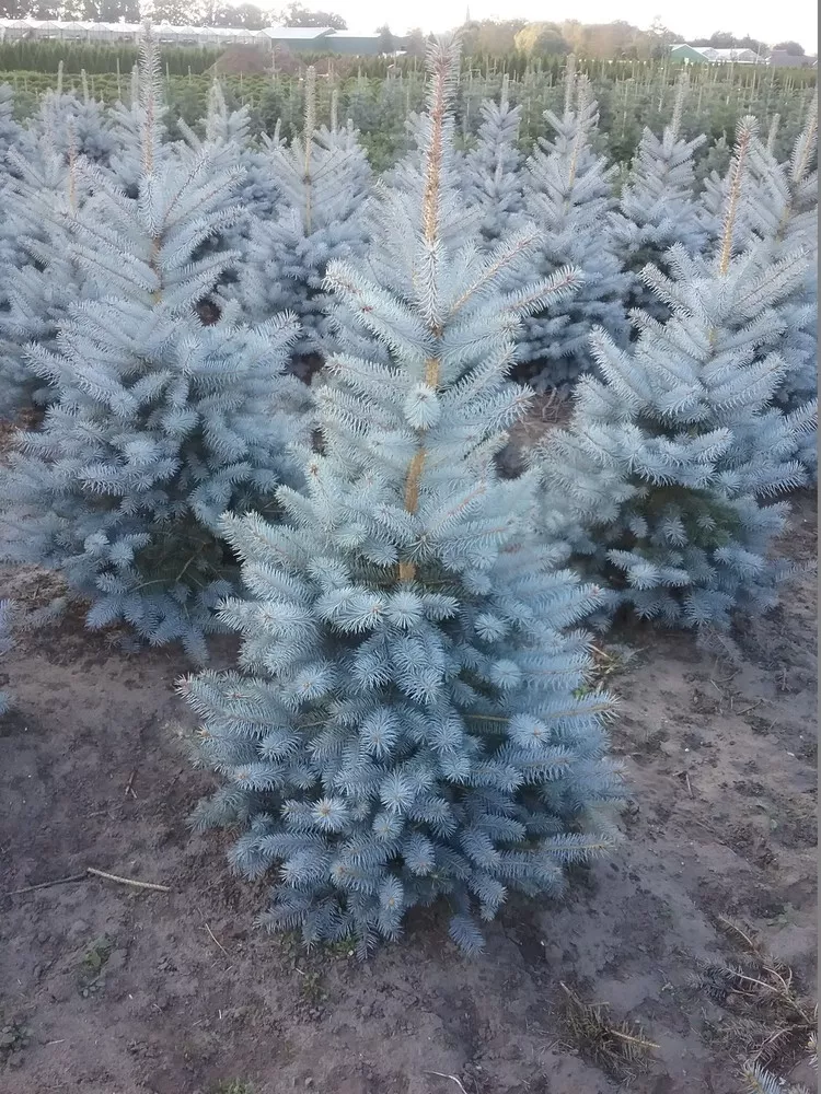 Ель голубая Блю Даймонд v5 30-50 