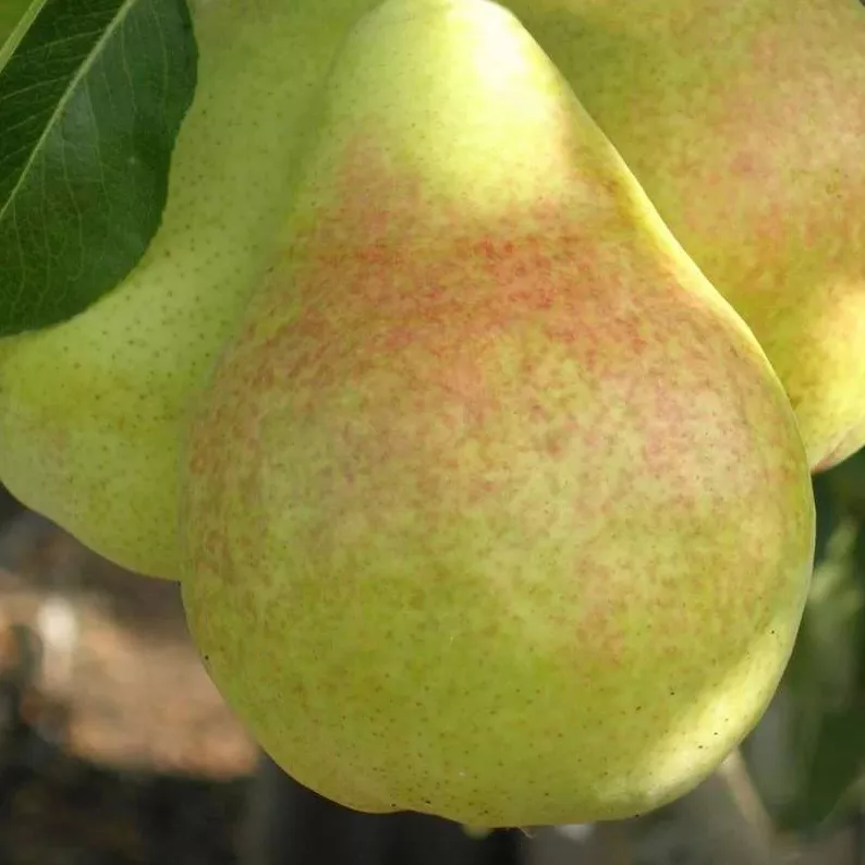 Груша Духмяная v7/10 120-140 Tim 