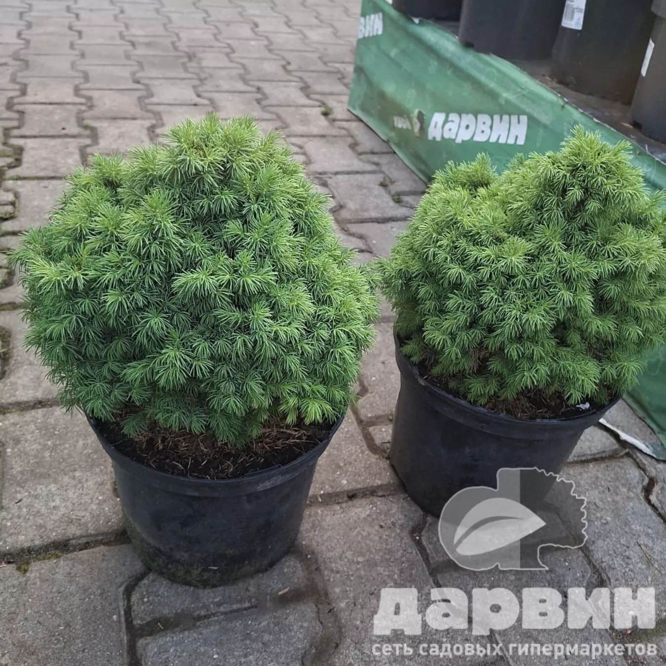 Ель канадская Альберта глоб C5 20-30 Bor 