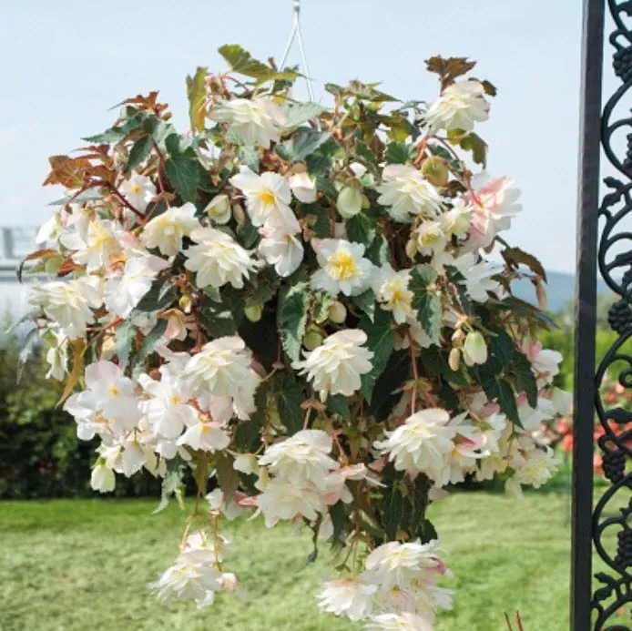 Клубень Бегония Иллюминейшн Вайт 4/5 2шт. Поиск 