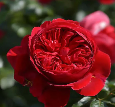 Роза Флорентина в коробке АФ 