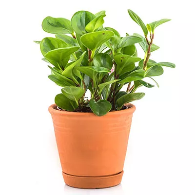 Пеперомия микс d7 Ег 