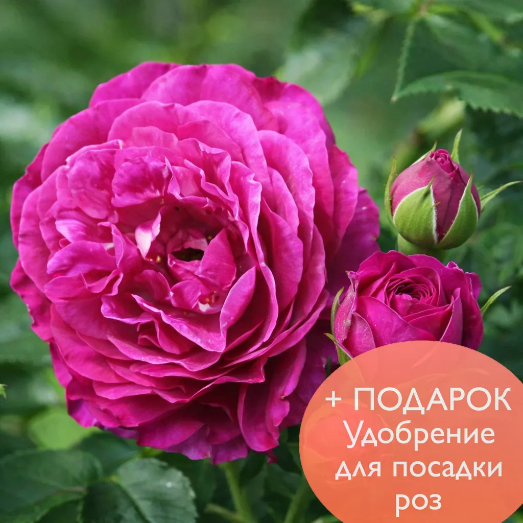 Роза  Грандифлора Блю Эден в коробке Биосфера 