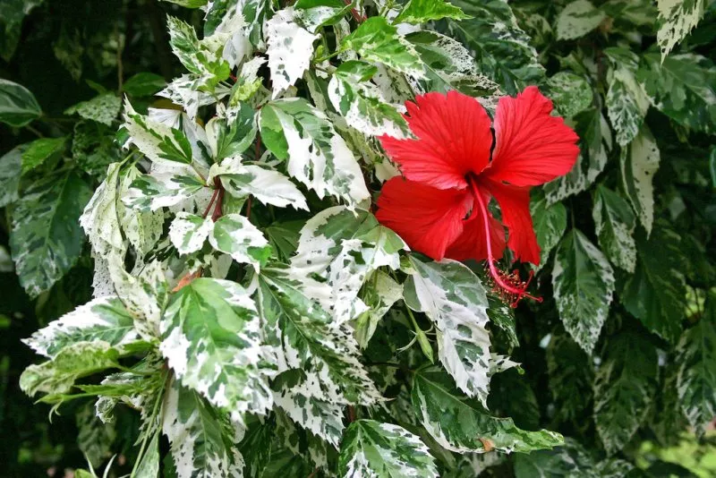 Гибискус пестролистный (Hibiscus rosa sinensis) - описание сорта, фото, саженцы,