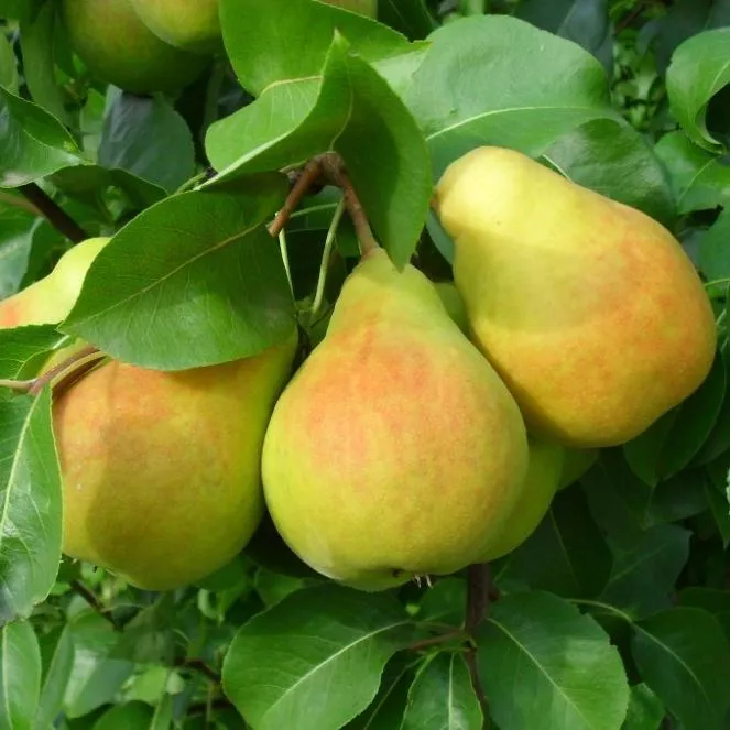 Груша Память Жегалова поздн v7 100-120 Tim 