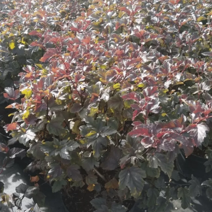 Пузыреплодник калинолистный Ждеховице v2 Tim 