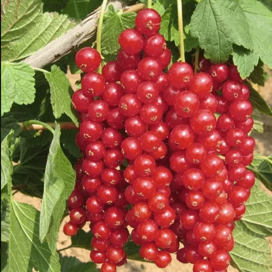 Смородина красная Ролан в коробке Tim 