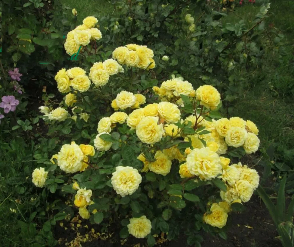 Роза флорибунда Анни Дюпрей v5 Lav 