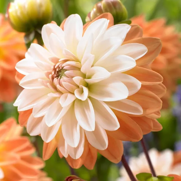 Клубень Георгина Коуп де Солейл, 1шт/уп 