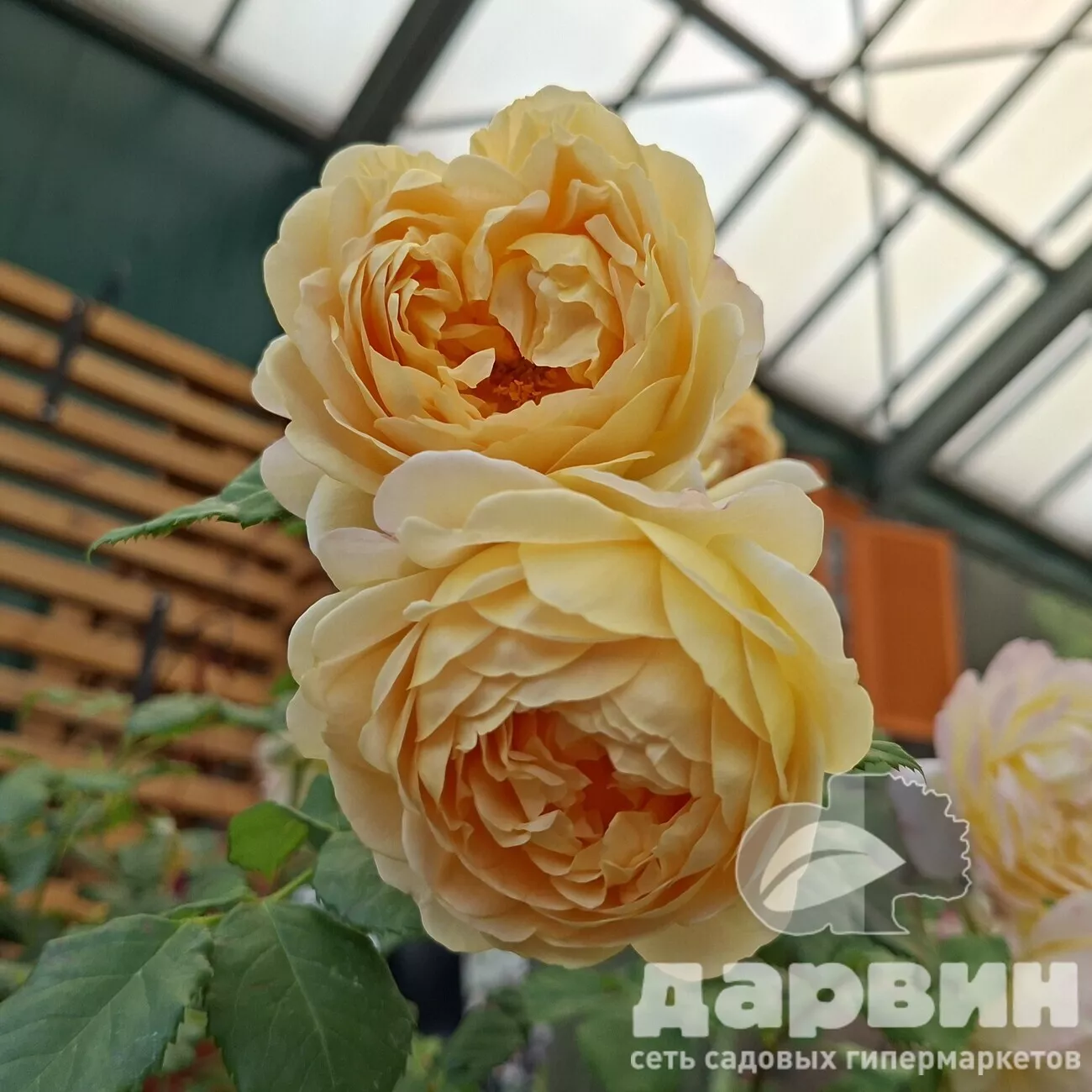 Роза на штамбе Голден Селебрэйшн C20, штамб 90 YP 