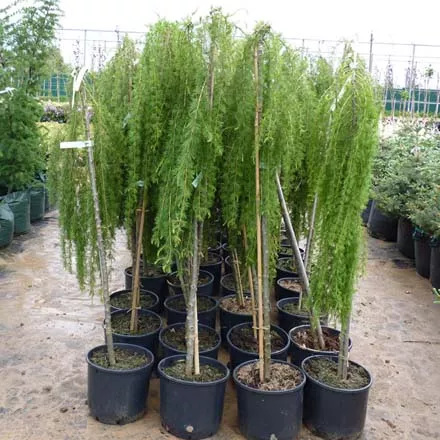 Лиственница европейская на штамбе v10 h120 Tw 