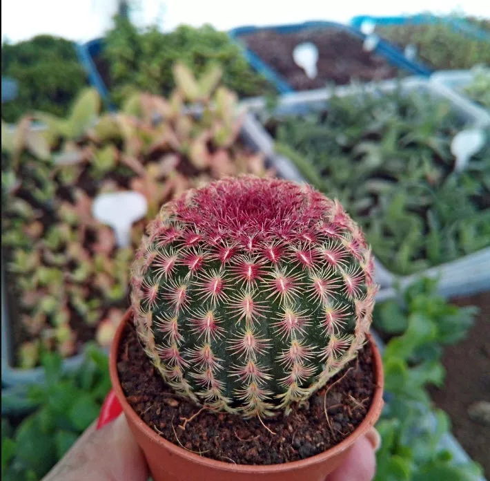 Эхиноцереус Ригидиссимус Рубриспинус d7 h8 